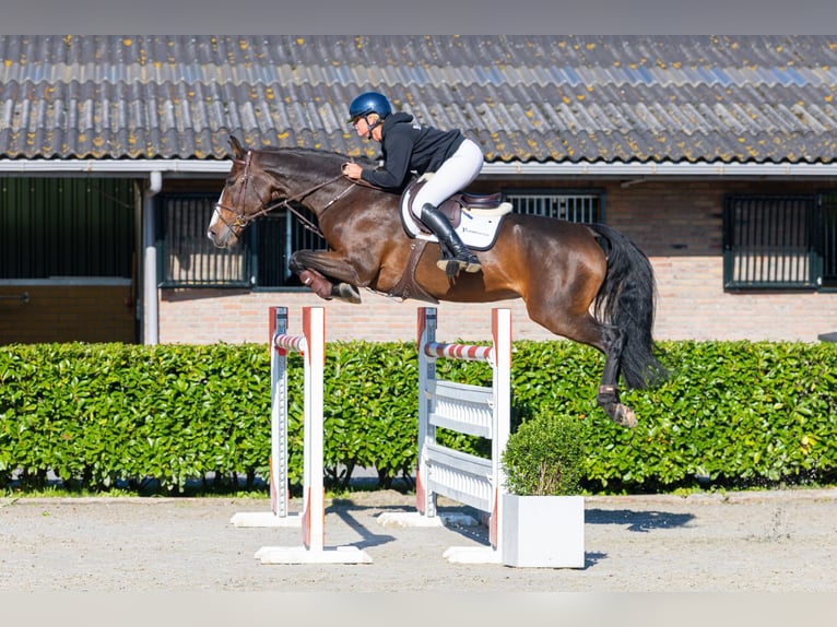 Zangersheide Merrie 9 Jaar 171 cm Donkerbruin in Waddinxveen