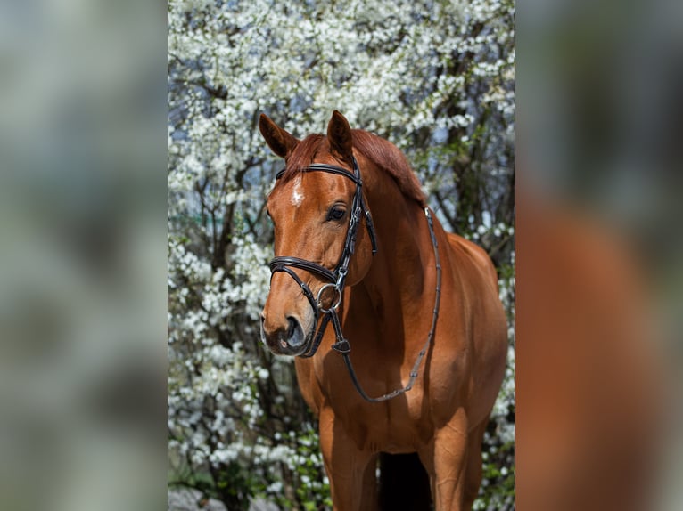 Zangersheide Merrie 9 Jaar 172 cm Vos in Houten
