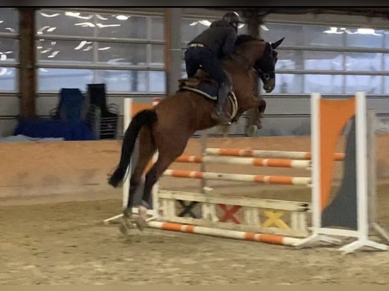 Zangersheide Merrie 9 Jaar 173 cm Bruin in Bad BentheimBad Bentheim Zangersheide Merrie 9 Jaar 173 cm Bruin in Bad BentheimBad Bentheim