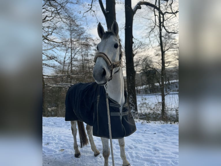 Zangersheide Merrie 9 Jaar 175 cm Schimmel in HerdeckE