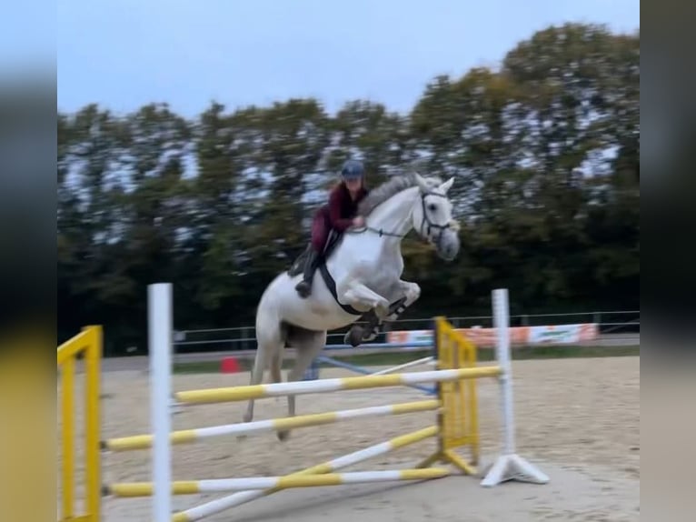 Zangersheide Merrie 9 Jaar 175 cm Schimmel in HerdeckE