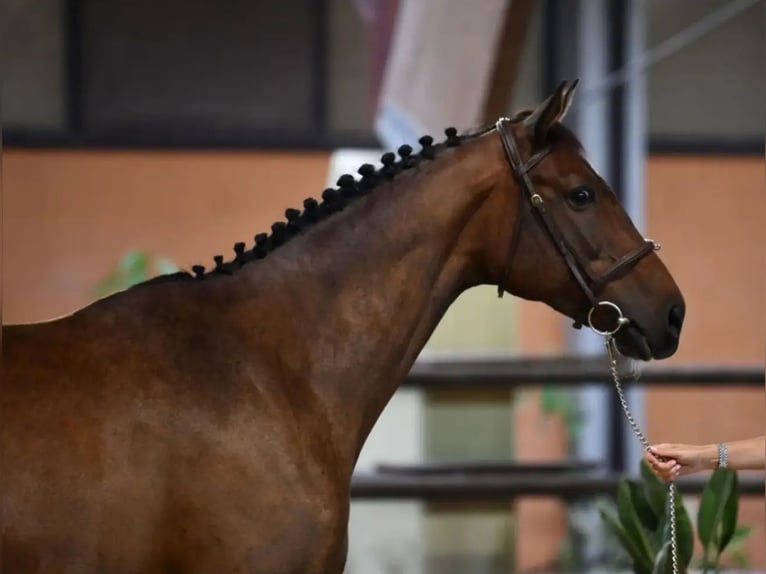 Zangersheide Merrie 9 Jaar Roodbruin in binago