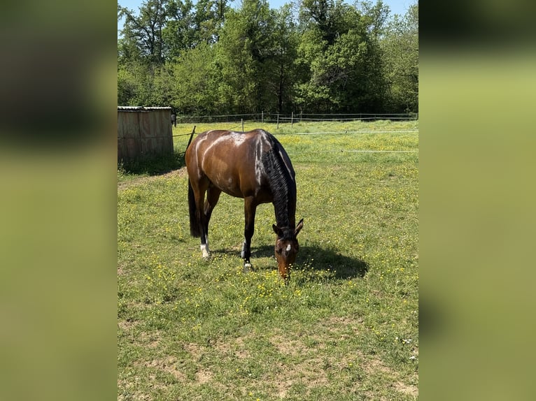 Zangersheide Merrie 9 Jaar Roodbruin in binago
