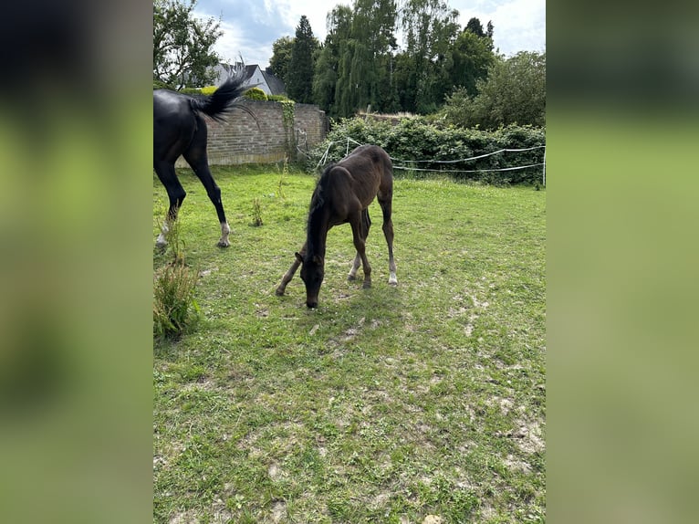 Zangersheide Merrie veulen (04/2024) 130 cm Donkerbruin in Herzogenrath