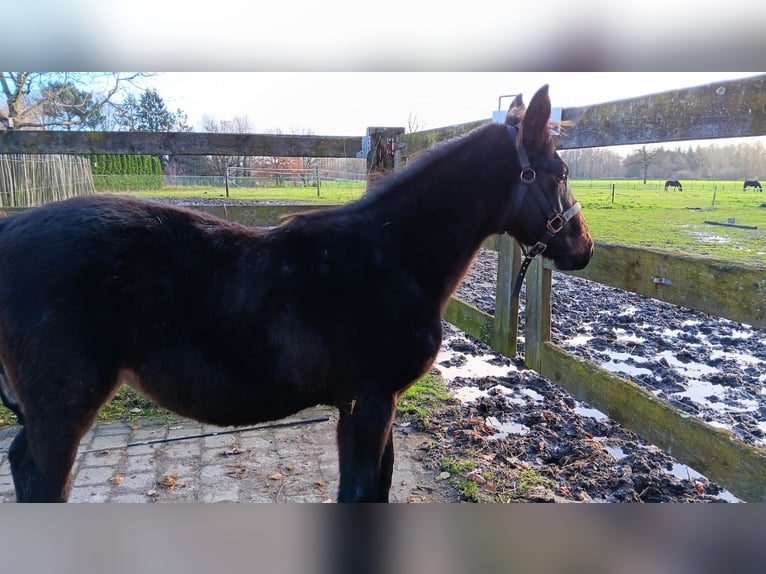 Zangersheide Merrie  130 cm Donkerbruin in Bilzen