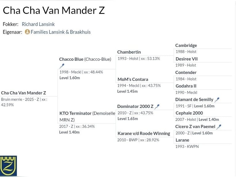 Zangersheide Merrie Veulen (04/2025) 168 cm Bruin in Lage