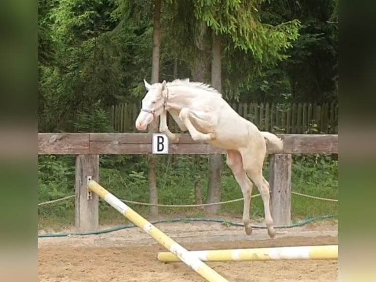 Zangersheide Merrie veulen (04/2024) 168 cm Wit in Gronków