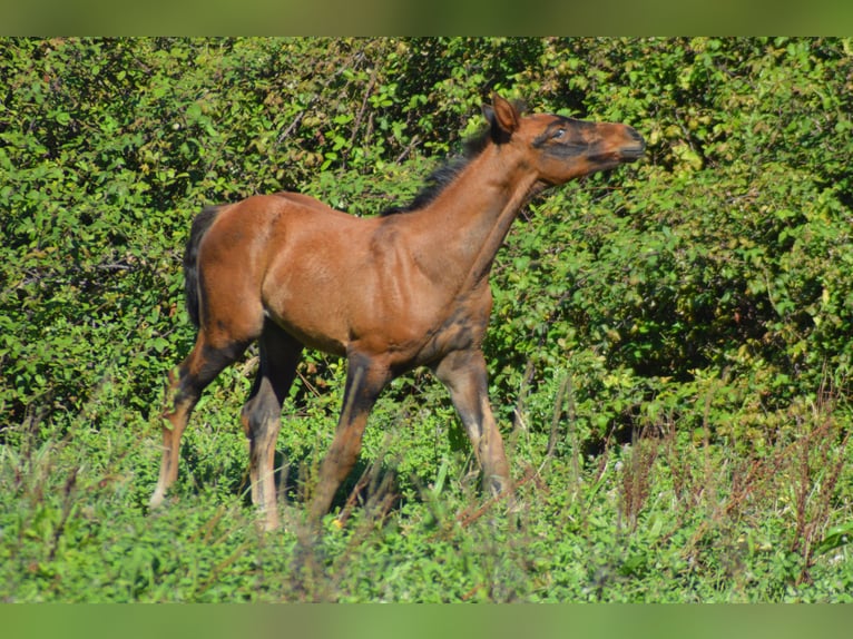 Zangersheide Merrie Veulen (08/2026) 170 cm Bruin in Murtosa