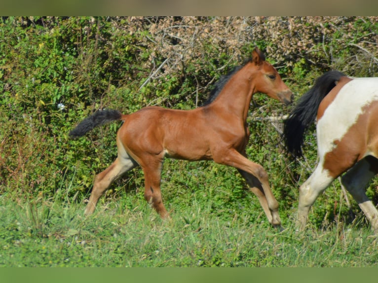 Zangersheide Merrie Veulen (08/2026) 170 cm Bruin in Murtosa
