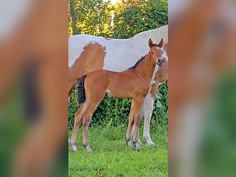 Zangersheide Merrie Veulen (08/2026) 170 cm Bruin in Murtosa