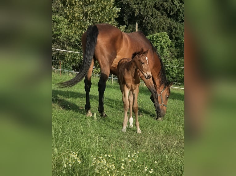 Zangersheide Merrie Veulen (06/2026) 170 cm Bruin in ReichelsheimReichelsheim Rohrbach