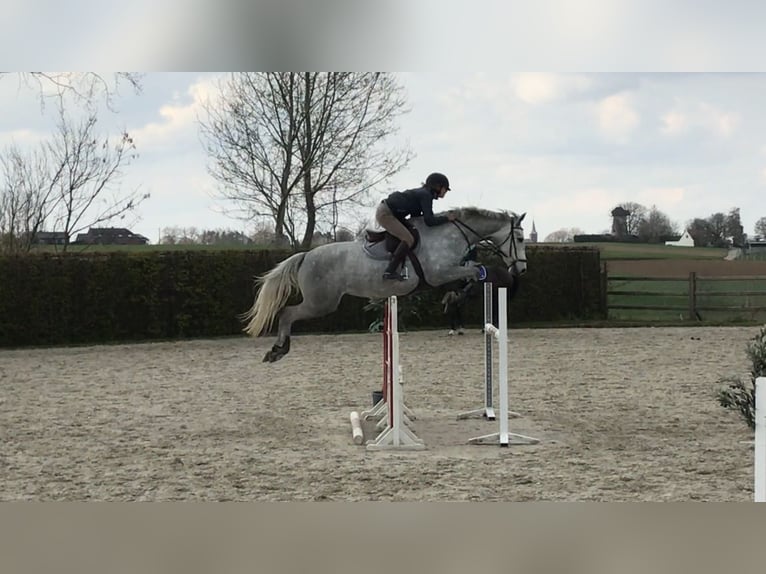 Zangersheide Merrie  170 cm Bruin in Engelschoff