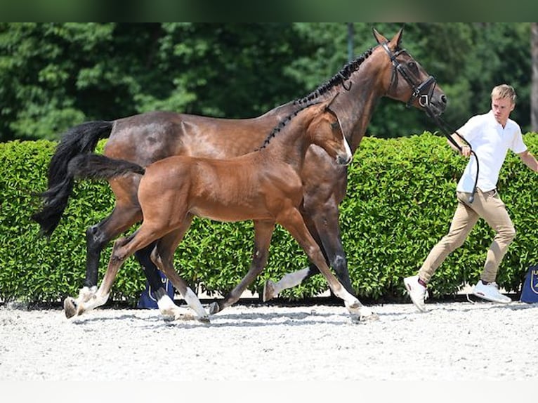 Zangersheide Merrie Veulen (03/2025) 170 cm Bruin in Mechelen