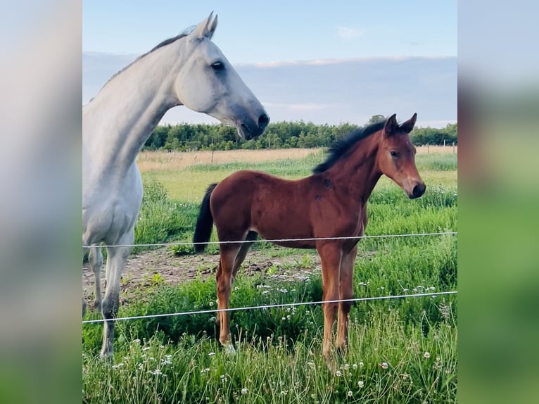 Zangersheide Merrie Veulen (05/2025) 170 cm Donkerbruin in Hjallerup