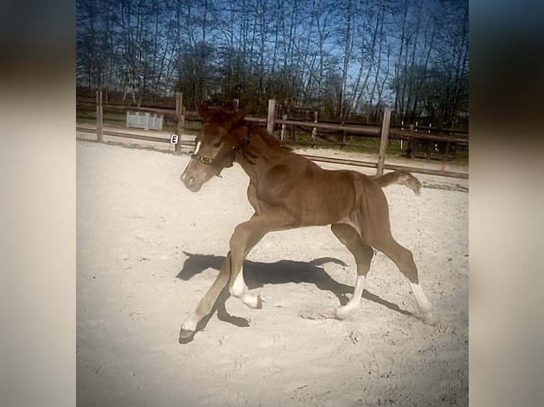 Zangersheide Merrie  170 cm Vos in Midwolde