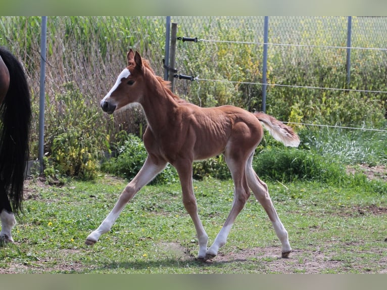 Zangersheide Merrie Veulen (05/2026) 170 cm Vos in Betkowo
