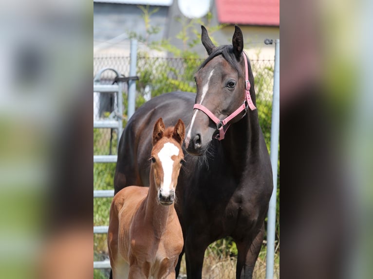 Zangersheide Merrie Veulen (05/2026) 170 cm Vos in Betkowo