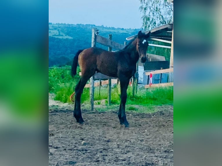 Zangersheide Merrie Veulen (05/2026) 170 cm Vos in LIEGE
