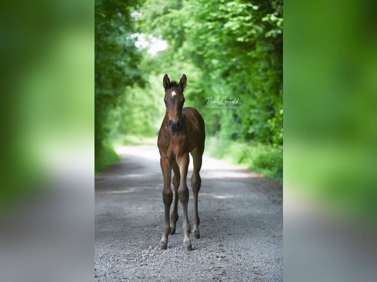 Zangersheide Merrie Veulen (05/2025) 172 cm Donkerbruin in RietbergRietberg