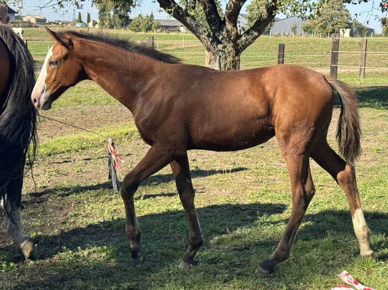 Zangersheide Mix Merrie Veulen (06/2026) Appaloosa in Swietakowo