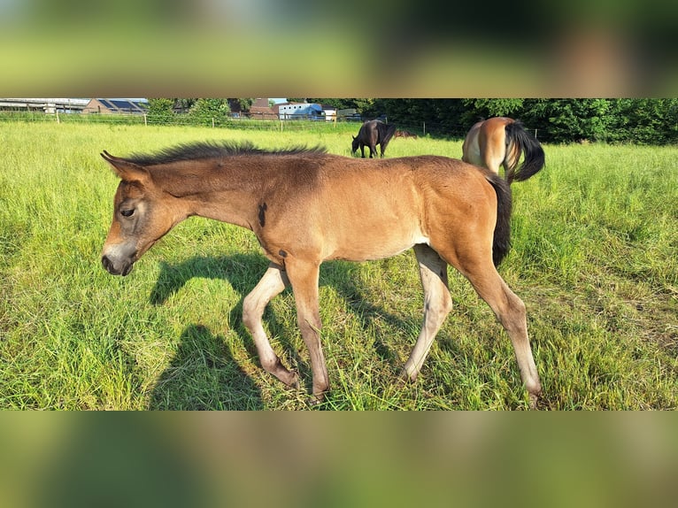 Zangersheide Merrie Veulen (04/2026) Bruin in Nivelles