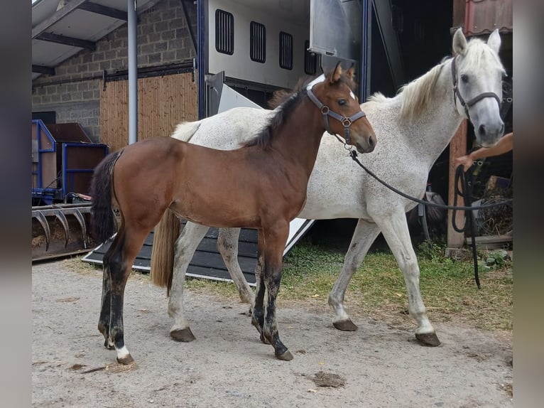 Zangersheide Merrie Veulen (04/2026) Bruin in Denderhoutem