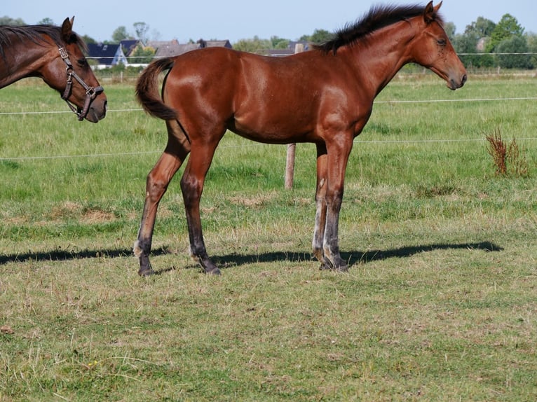 Zangersheide Merrie Veulen (03/2026) Bruin in Elmshorn