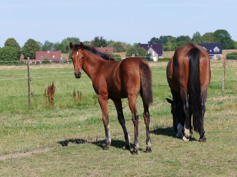Zangersheide Merrie Veulen (03/2026) Bruin in Elmshorn