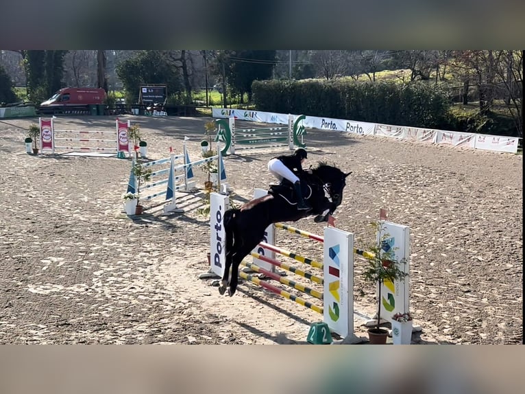 Zangersheide Merrie  Bruin in Murtosa