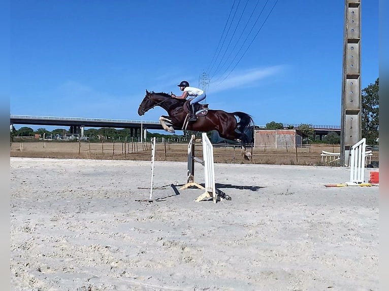 Zangersheide Merrie  Bruin in Murtosa
