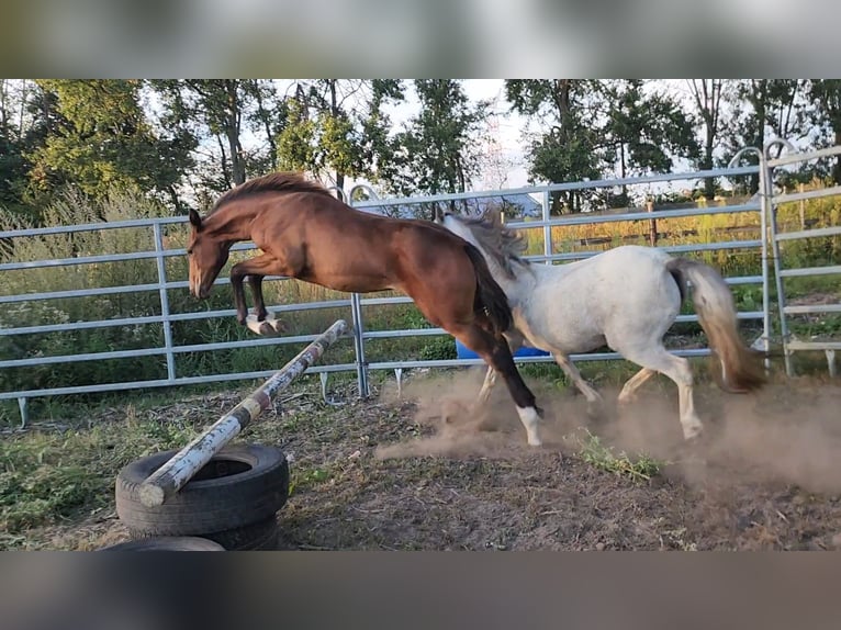 Zangersheide Merrie Veulen (03/2026) Bruin in Ranst