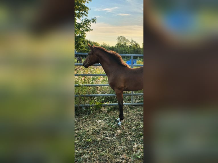 Zangersheide Merrie Veulen (03/2026) Bruin in Ranst