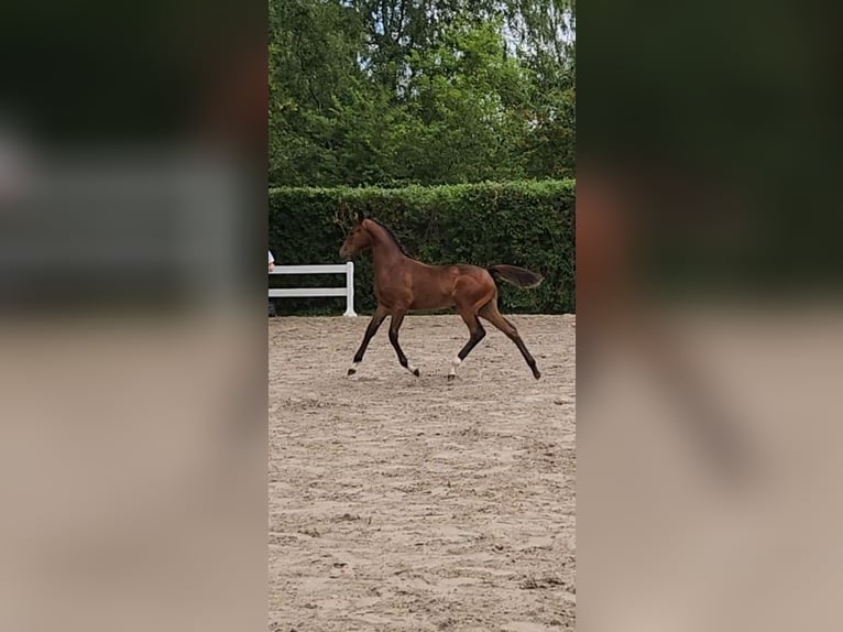 Zangersheide Merrie Veulen (03/2026) Bruin in Ranst