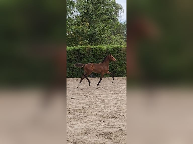 Zangersheide Merrie Veulen (03/2026) Bruin in Ranst