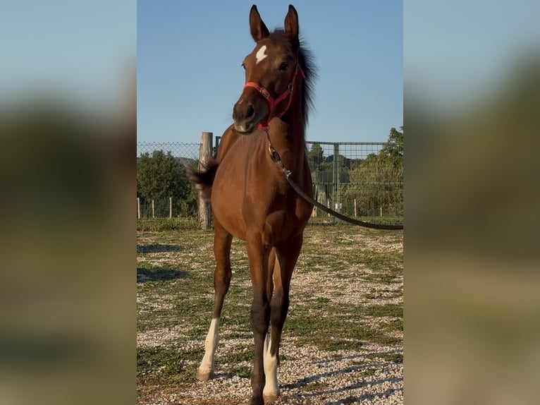 Zangersheide Merrie Veulen (03/2026) Bruin in Schifano