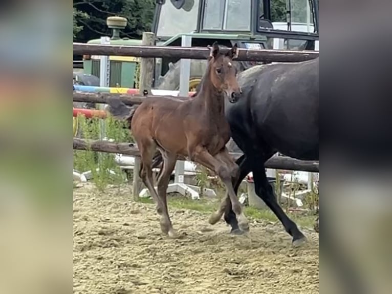 Zangersheide Merrie Veulen (06/2025) Donkerbruin in Kevelaer