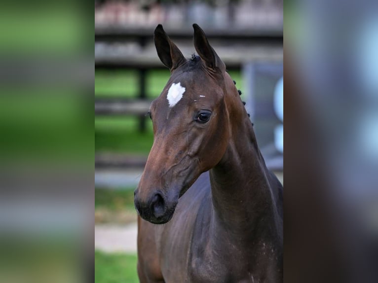 Zangersheide Merrie Veulen (04/2025) Donkerbruin in Wolvertem