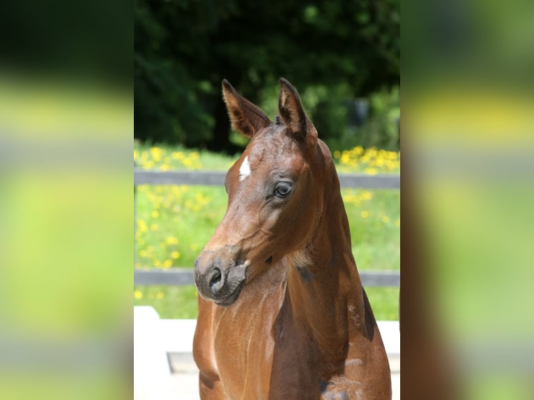 Zangersheide Merrie veulen (06/2024) Donkerbruin in Zuidlaren