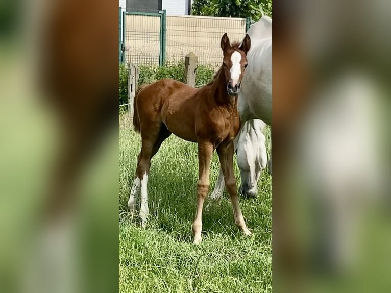 Zangersheide Merrie Veulen (05/2026) Donkere-vos in Beernem