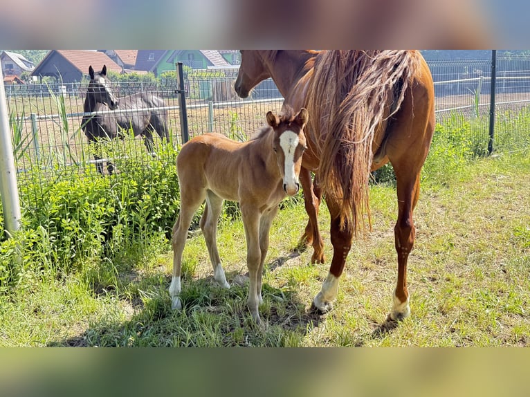 Zangersheide Merrie Veulen (05/2026) Donkere-vos in Bronków