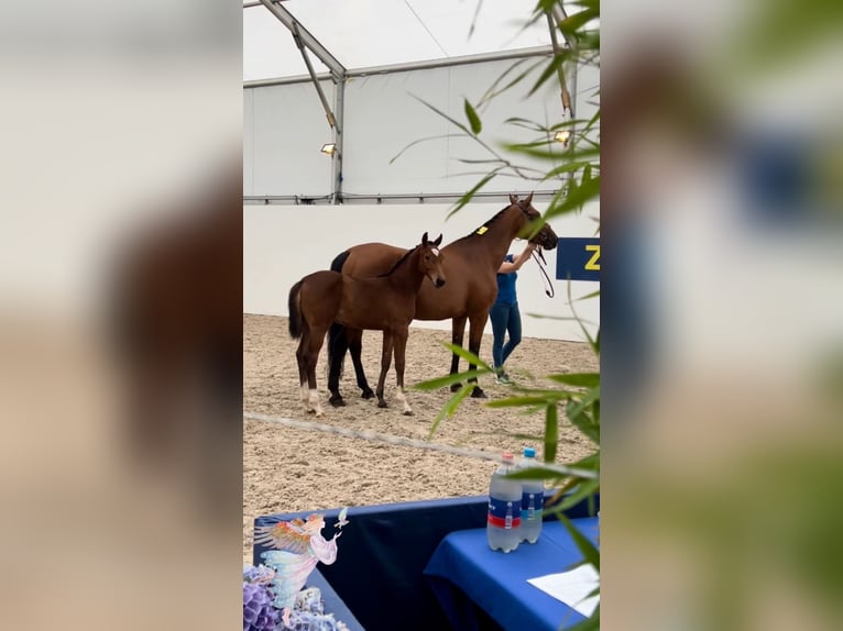 Zangersheide Merrie veulen (03/2024) in Gosselies