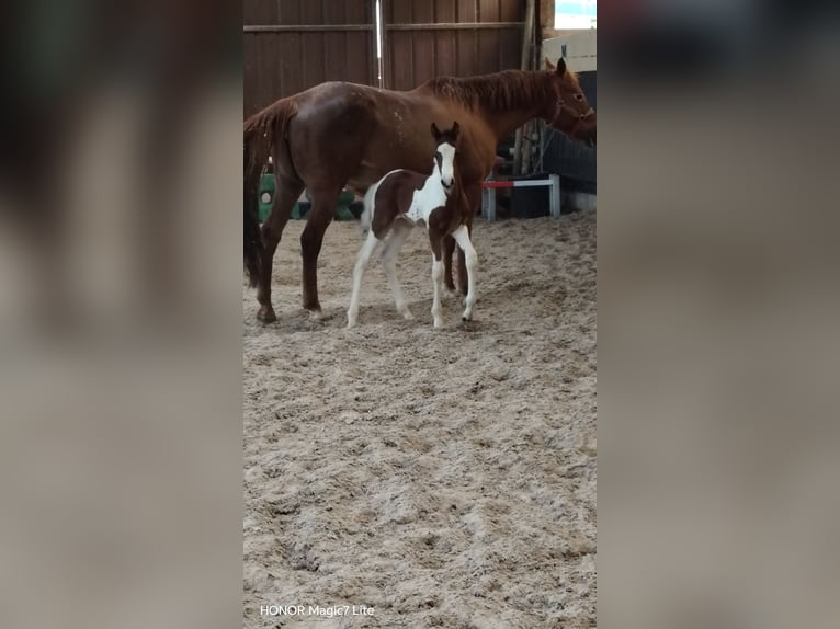 Zangersheide Merrie Veulen (01/2026) Gevlekt-paard in Juville