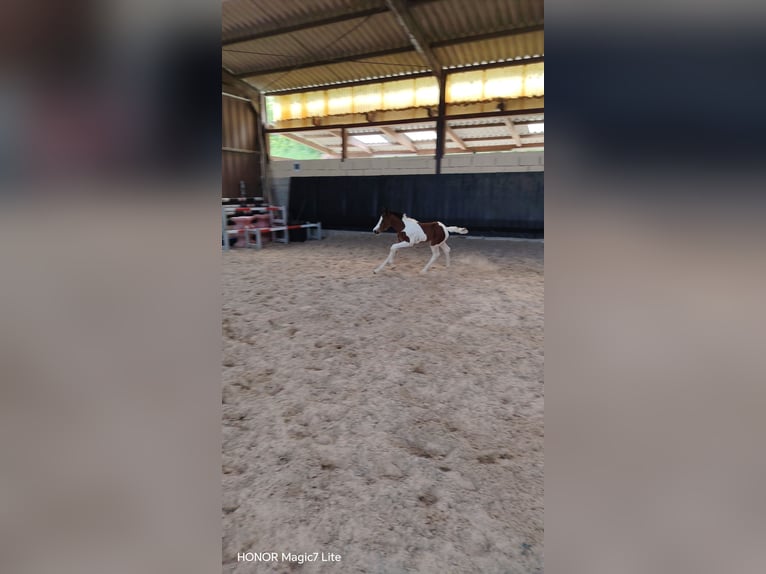 Zangersheide Merrie Veulen (01/2026) Gevlekt-paard in Juville