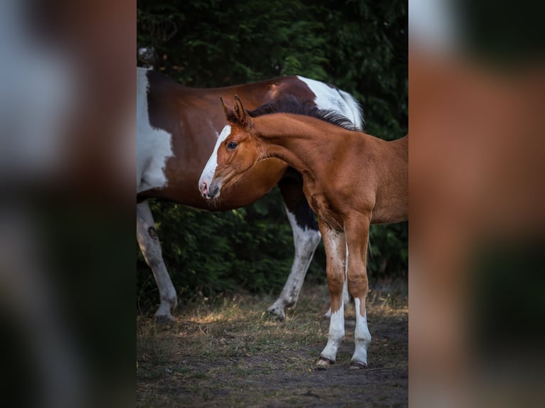 Zangersheide Merrie  Roodbruin in Beerzel