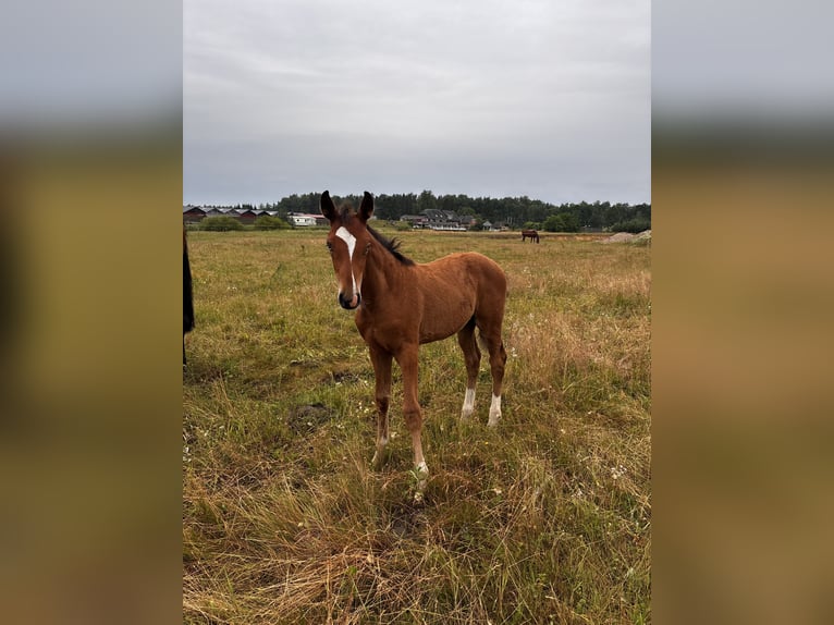 Zangersheide Merrie  Roodbruin in Klaipeda