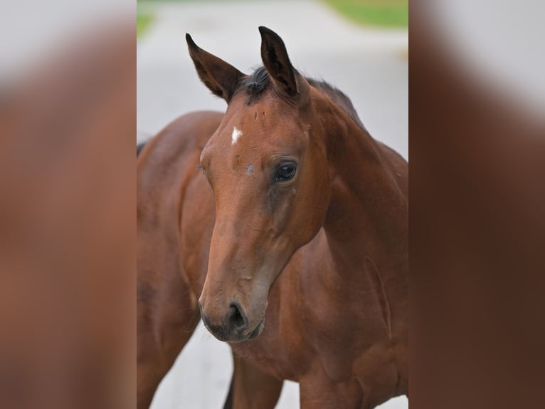 Zangersheide Merrie Veulen (05/2025) Roodbruin in Zelle