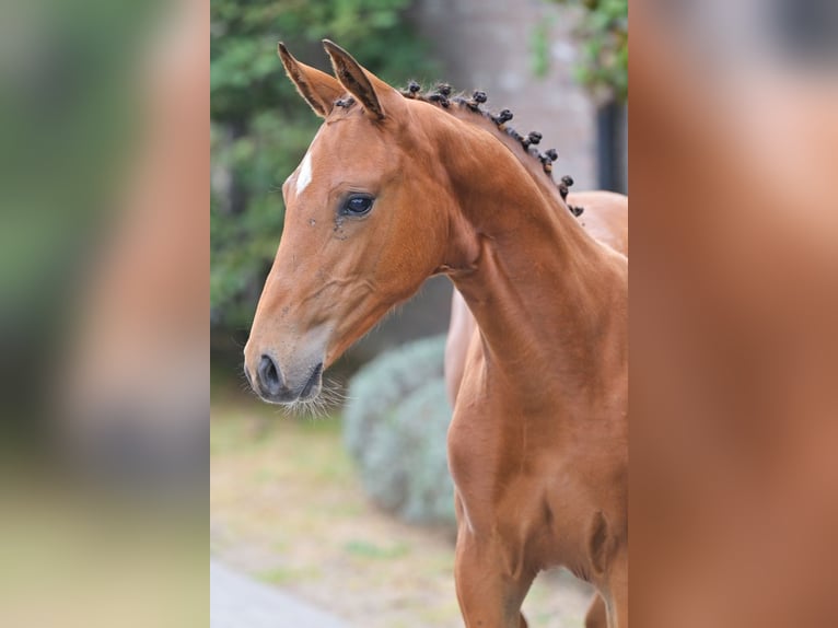 Zangersheide Merrie Veulen (05/2025) Roodbruin in Zelle