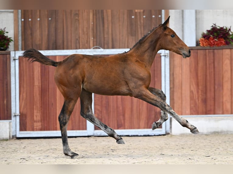 Zangersheide Merrie Veulen (05/2025) Roodbruin in Zelle