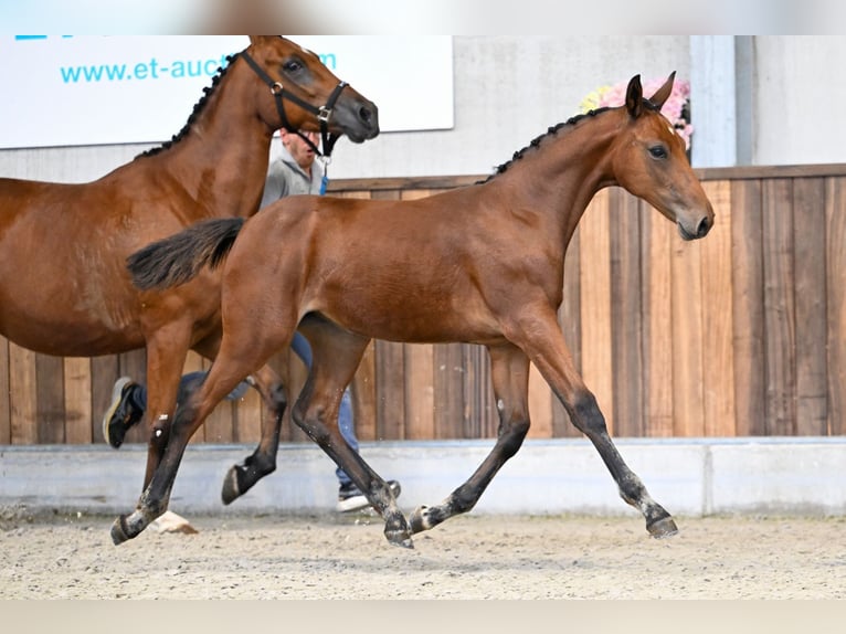 Zangersheide Merrie Veulen (05/2025) Roodbruin in Zelle