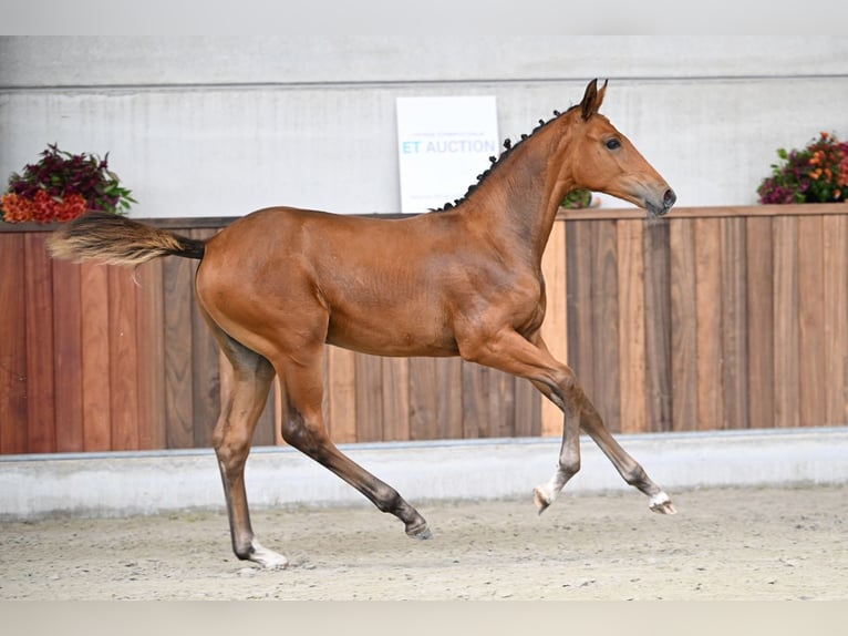 Zangersheide Merrie Veulen (04/2025) Roodbruin in Zelle